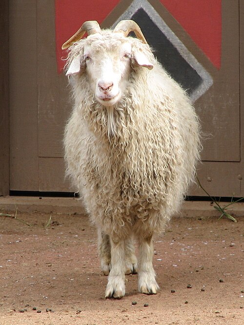 Angora goat